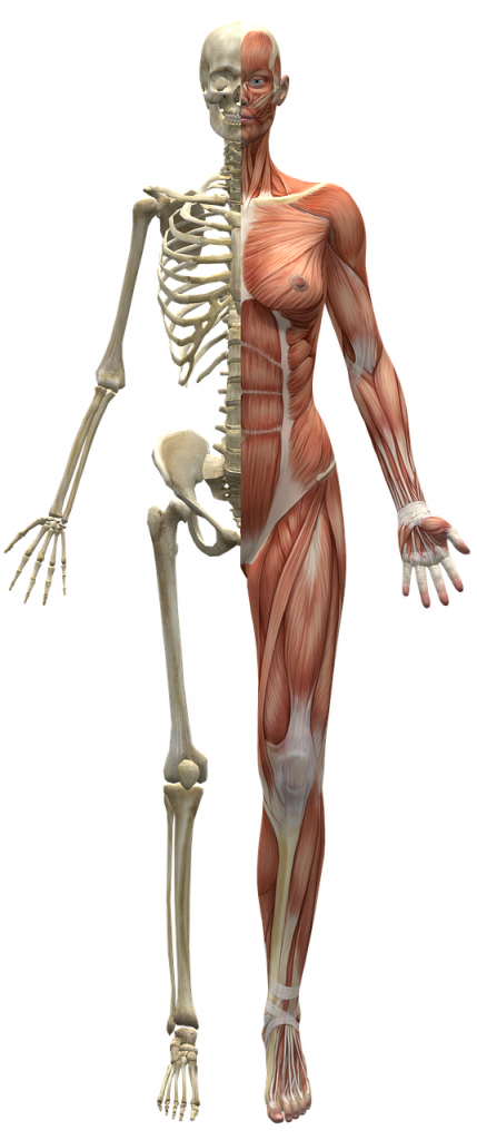 muscles, skeleton, half body