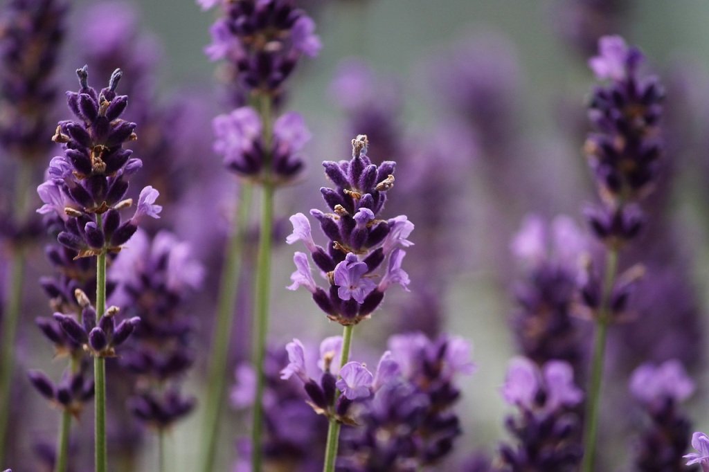Lavender-alternative therapies