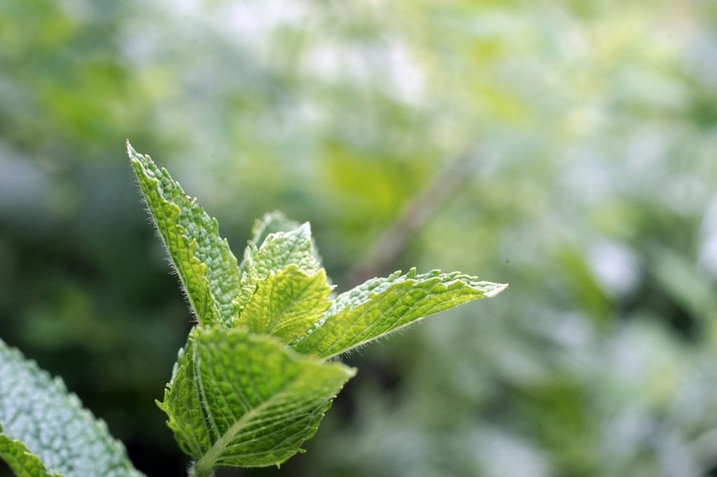 Peppermint alternative therapies