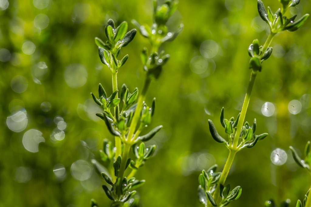 Thyme-leaves-alternative therapies