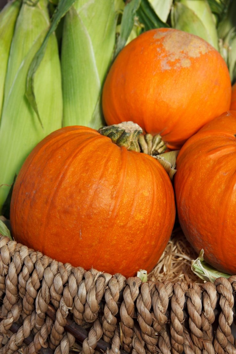 autumn, basket, colorful