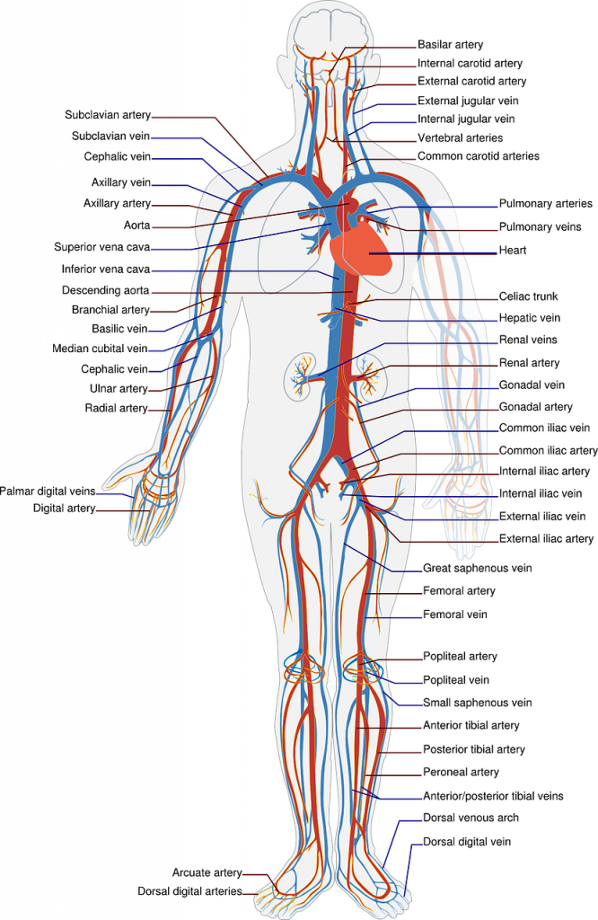 circulatory, system, labels