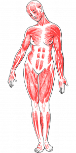 woman, body, anatomy