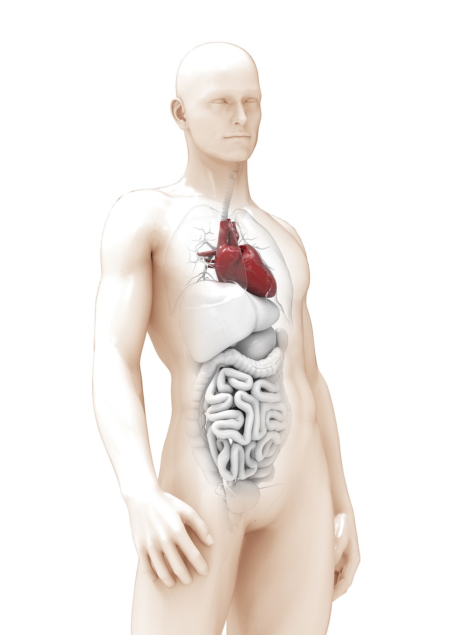 man, anatomy, heart, 3d model, organs, thick, male, woman, boy, girl, anatomy, anatomy, anatomy, anatomy, anatomy